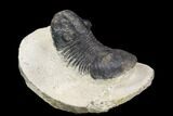 Bargain, Paralejurus Trilobite Fossil - Ofaten, Morocco #119844-2
